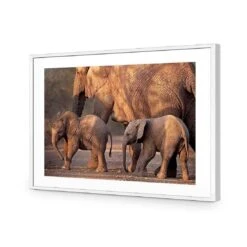 African Elephants Crossing Road 11 African Elephants Crossing Road -WALL ART DESGIN SALE african elephants crossing road acrylic glass with border white frame 45x30cm 406670