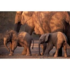 African Elephants Crossing Road