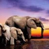 African Savannah Elephants (Square) -WALL ART DESGIN SALE african savannah elephants square canvas stretched canvas 37x37cm 164494