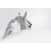 Andalusian Horse In The Mist Acrylic Print Art -WALL ART DESGIN SALE andalusian horse in the mist acrylic glass art with border no frame 45x30cm 154196