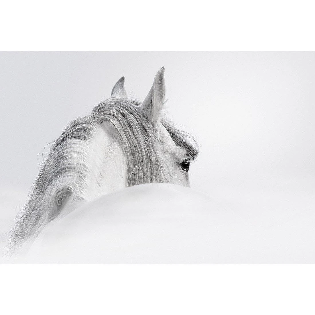 Andalusian Horse In The Mist Acrylic Print Art Andalusian Horse In The Mist Acrylic Print Art -WALL ART DESGIN SALE andalusian horse in the mist acrylic glass art with border no frame 45x30cm 154196