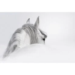 Andalusian Horse In The Mist Canvas Art