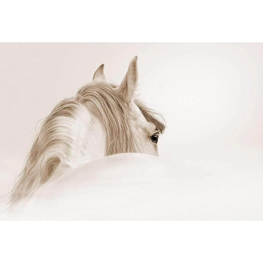 Andalusian Horse in the Mist, Sepia Andalusian Horse In The Mist, Sepia -WALL ART DESGIN SALE andalusian horse in the mist sepia canvas stretched canvas 45x30cm 212777