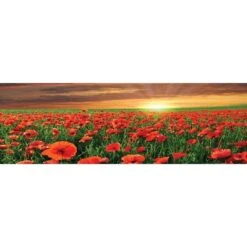Anzac Poppy Field (long)