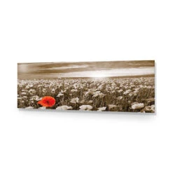Anzac Poppy Field, Sepia (long) -WALL ART DESGIN SALE anzac poppy field sepia long acrylic glass no border no frame 90x30cm 213302