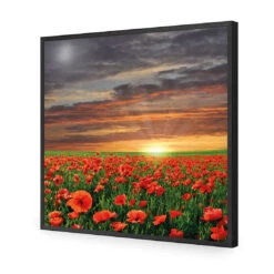 Anzac Poppy Field (square) 15 Anzac Poppy Field (square) -WALL ART DESGIN SALE anzac poppy field square acrylic glass no border black frame 37x37cm 167392