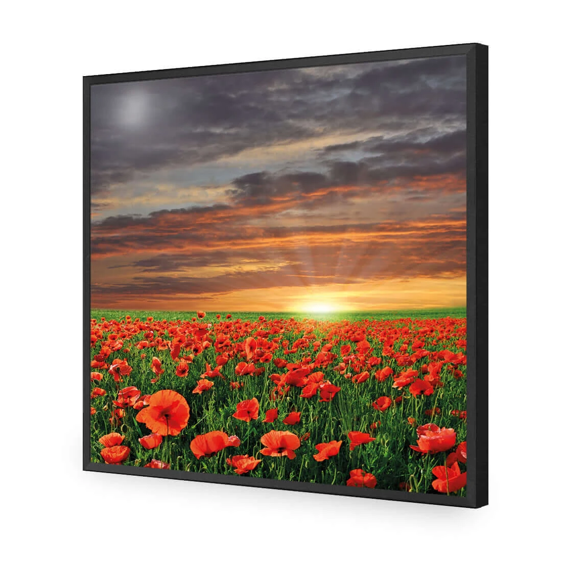 Anzac Poppy Field (square) Anzac Poppy Field (square) -WALL ART DESGIN SALE anzac poppy field square acrylic glass no border black frame 37x37cm 167392