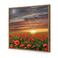 Anzac Poppy Field (square) 18 Anzac Poppy Field (square) -WALL ART DESGIN SALE anzac poppy field square acrylic glass no border natural frame 37x37cm 353774