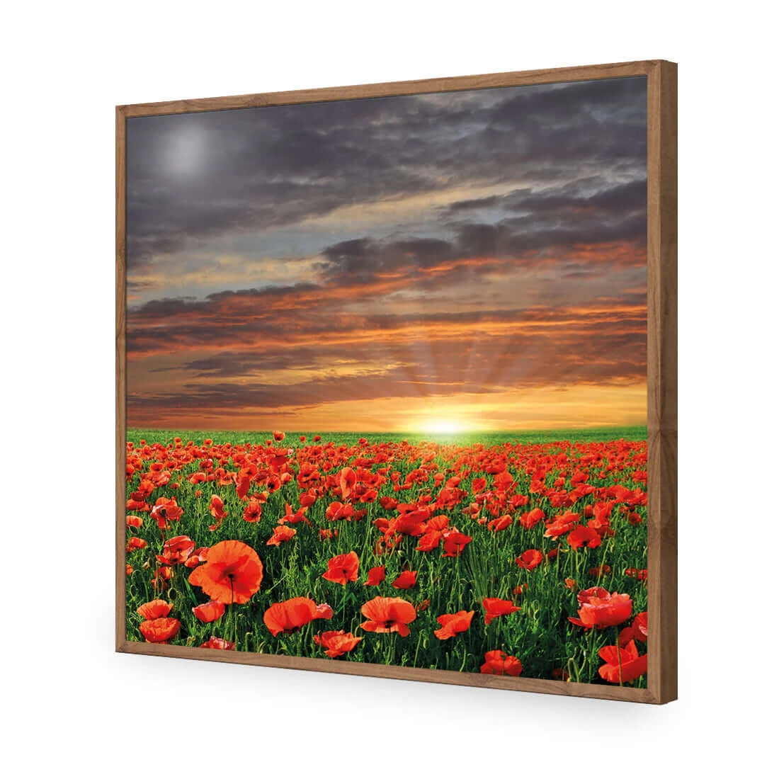 Anzac Poppy Field (square) Anzac Poppy Field (square) -WALL ART DESGIN SALE anzac poppy field square acrylic glass no border natural frame 37x37cm 353774