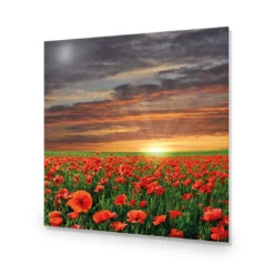 Anzac Poppy Field (square) 14 Anzac Poppy Field (square) -WALL ART DESGIN SALE anzac poppy field square acrylic glass no border no frame 37x37cm 641355