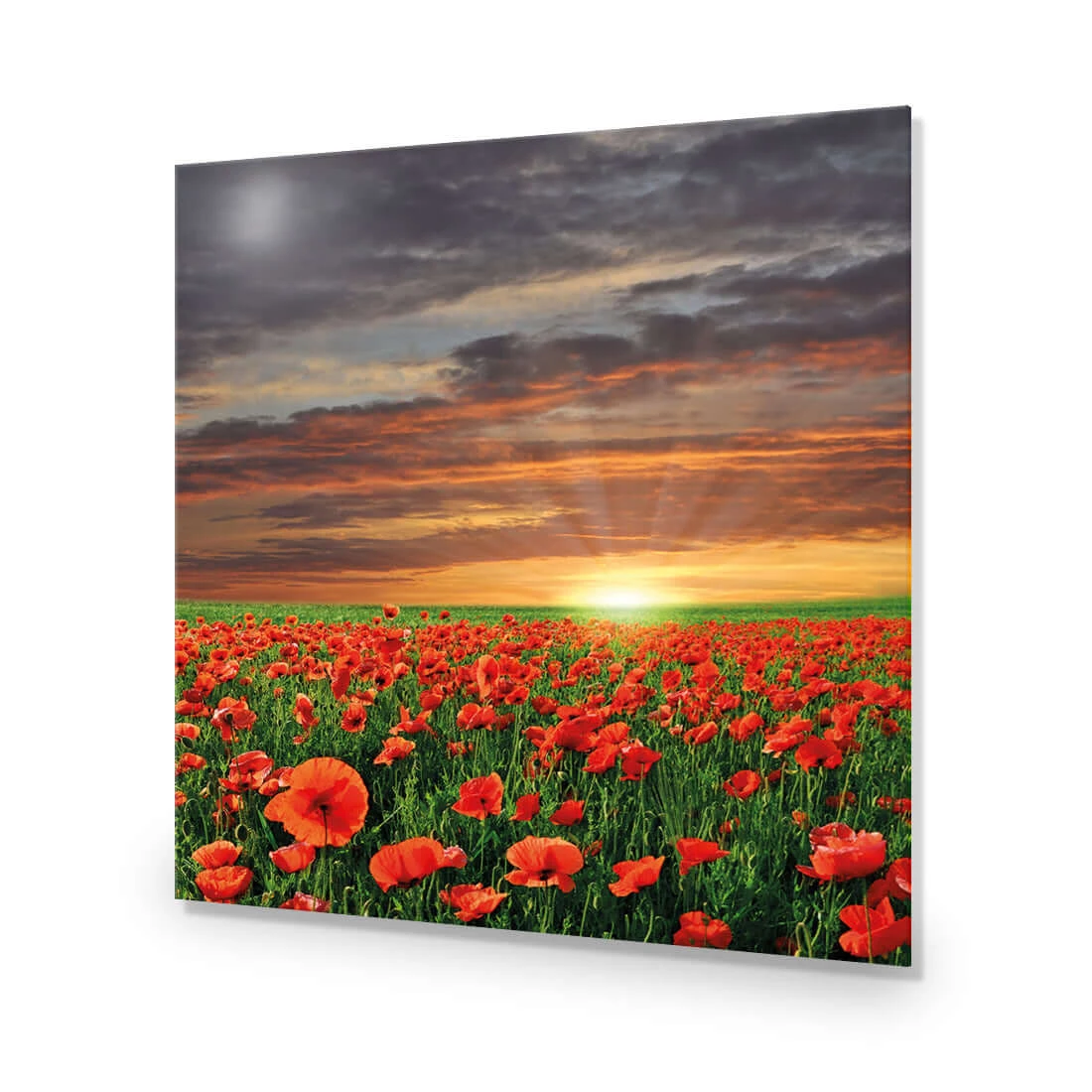 Anzac Poppy Field (square) Anzac Poppy Field (square) -WALL ART DESGIN SALE anzac poppy field square acrylic glass no border no frame 37x37cm 641355