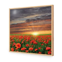 Anzac Poppy Field (square) 17 Anzac Poppy Field (square) -WALL ART DESGIN SALE anzac poppy field square acrylic glass no border oak frame 37x37cm 747528