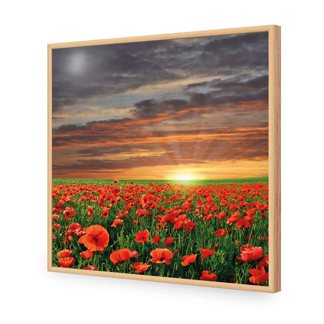Anzac Poppy Field (square) Anzac Poppy Field (square) -WALL ART DESGIN SALE anzac poppy field square acrylic glass no border oak frame 37x37cm 747528