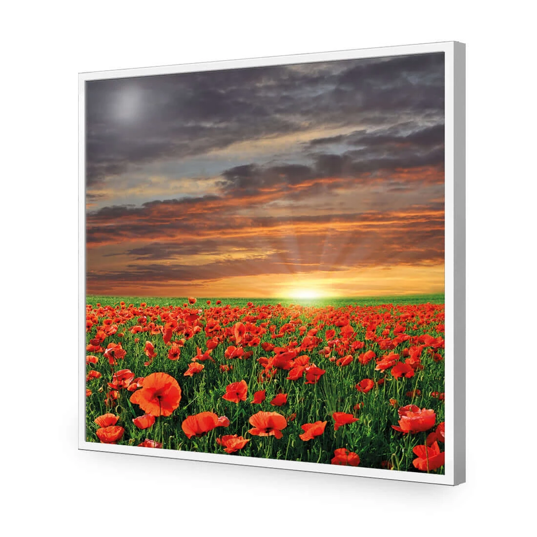 Anzac Poppy Field (square) Anzac Poppy Field (square) -WALL ART DESGIN SALE anzac poppy field square acrylic glass no border white frame 37x37cm 401540