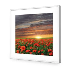 Anzac Poppy Field (square) 11 Anzac Poppy Field (square) -WALL ART DESGIN SALE anzac poppy field square acrylic glass with border white frame 37x37cm 872829