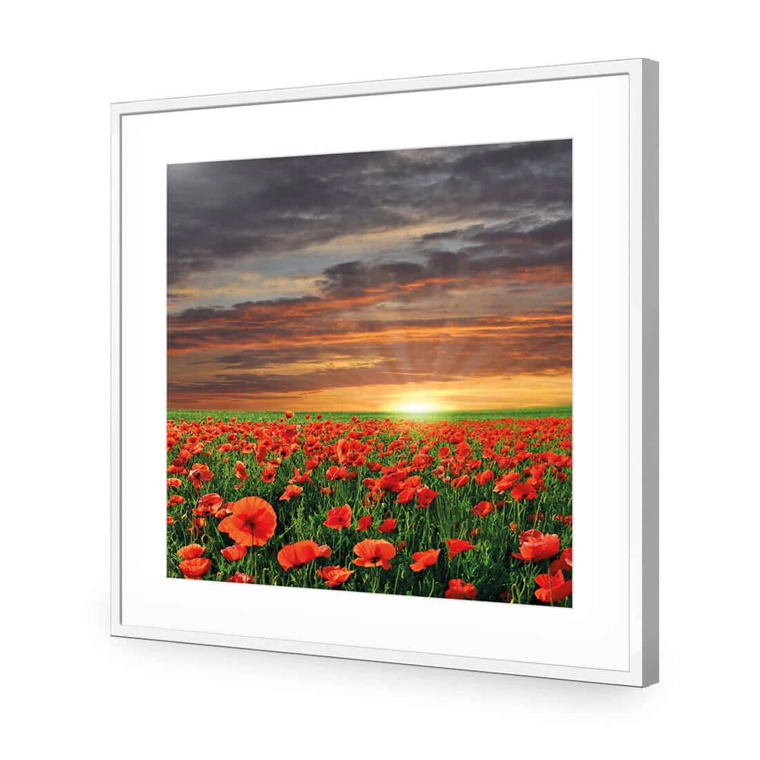 Anzac Poppy Field (square) Anzac Poppy Field (square) -WALL ART DESGIN SALE anzac poppy field square acrylic glass with border white frame 37x37cm 872829