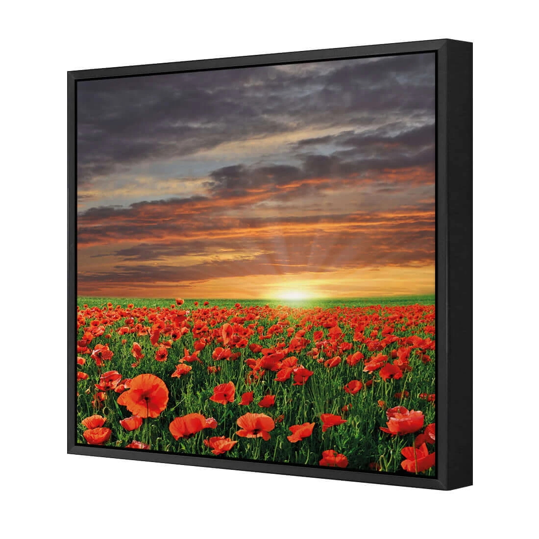 Anzac Poppy Field (square) Anzac Poppy Field (square) -WALL ART DESGIN SALE anzac poppy field square canvas black floating frame 37x37cm 156368