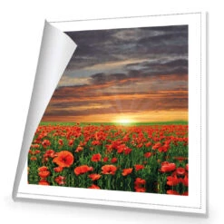 Anzac Poppy Field (square) 8 Anzac Poppy Field (square) -WALL ART DESGIN SALE anzac poppy field square canvas rolled canvas 37x37cm 593969
