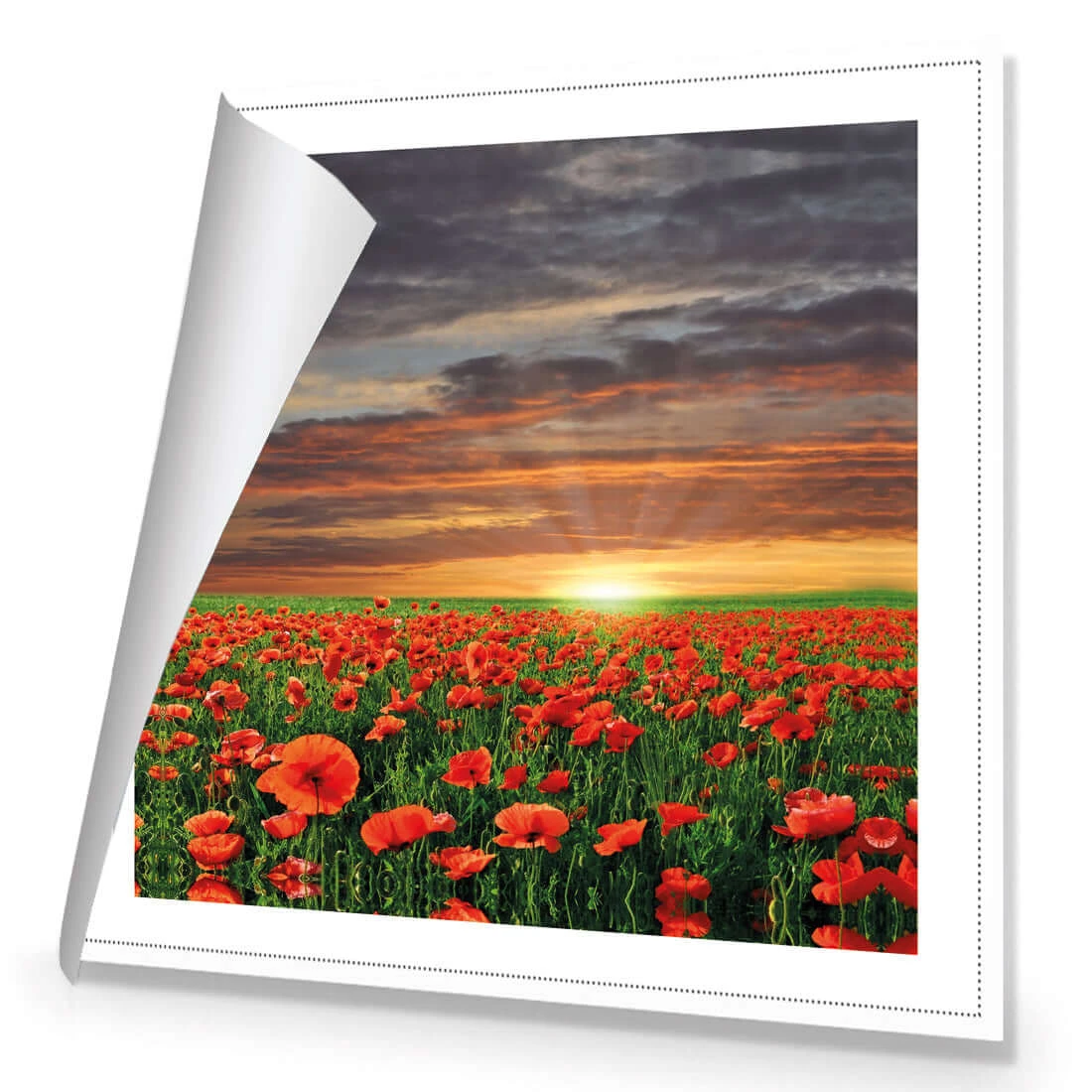 Anzac Poppy Field (square) Anzac Poppy Field (square) -WALL ART DESGIN SALE anzac poppy field square canvas rolled canvas 37x37cm 593969