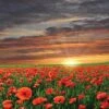 Anzac Poppy Field (square) -WALL ART DESGIN SALE anzac poppy field square canvas stretched canvas 37x37cm 384578