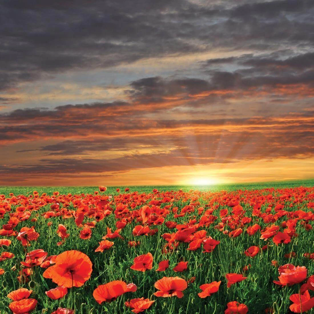 Anzac Poppy Field (square) Anzac Poppy Field (square) -WALL ART DESGIN SALE anzac poppy field square canvas stretched canvas 37x37cm 384578