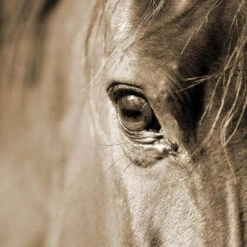 Arabian Horse Eye, Sepia (square)