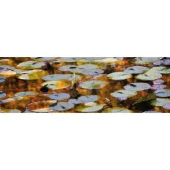 Autumn Lilypads (Long)