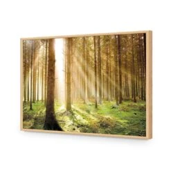 Autumn Pine Forest 17 Autumn Pine Forest -WALL ART DESGIN SALE autumn pine forest acrylic glass no border oak frame 45x30cm 121850