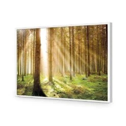 Autumn Pine Forest 16 Autumn Pine Forest -WALL ART DESGIN SALE autumn pine forest acrylic glass no border white frame 45x30cm 685168