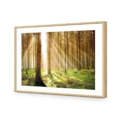 Autumn Pine Forest 12 Autumn Pine Forest -WALL ART DESGIN SALE autumn pine forest acrylic glass with border oak frame 45x30cm 103587