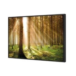 Autumn Pine Forest 4 Autumn Pine Forest -WALL ART DESGIN SALE autumn pine forest canvas black floating frame 45x30cm 912591