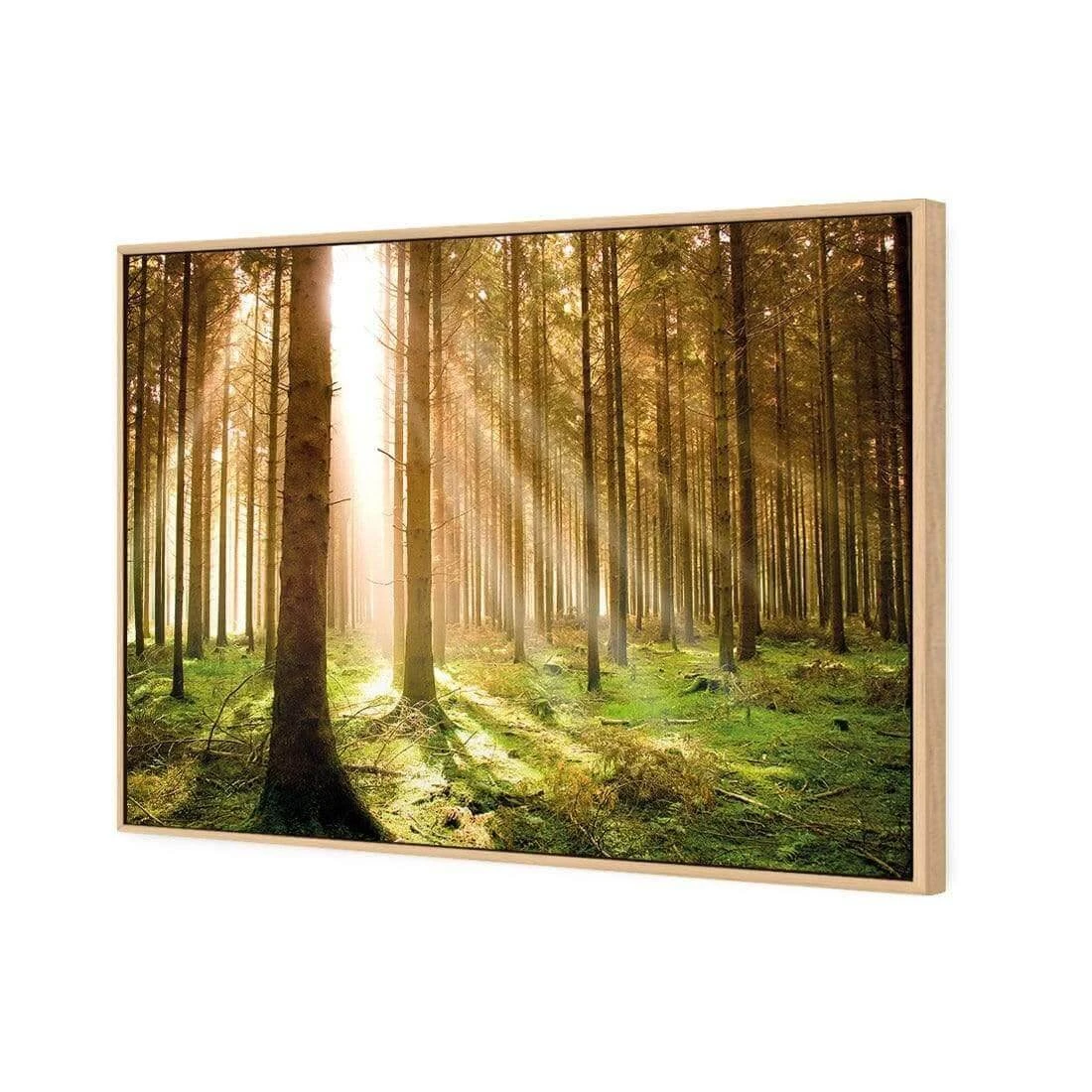 Autumn Pine Forest Autumn Pine Forest -WALL ART DESGIN SALE autumn pine forest canvas oak floating frame 45x30cm 218565