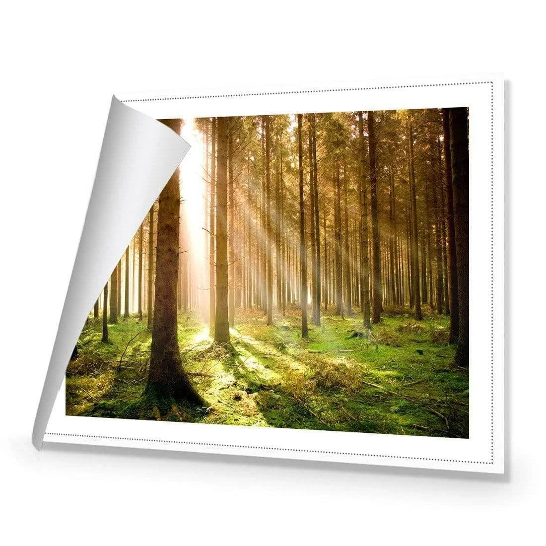 Autumn Pine Forest Autumn Pine Forest -WALL ART DESGIN SALE autumn pine forest canvas rolled canvas 45x30cm 990020