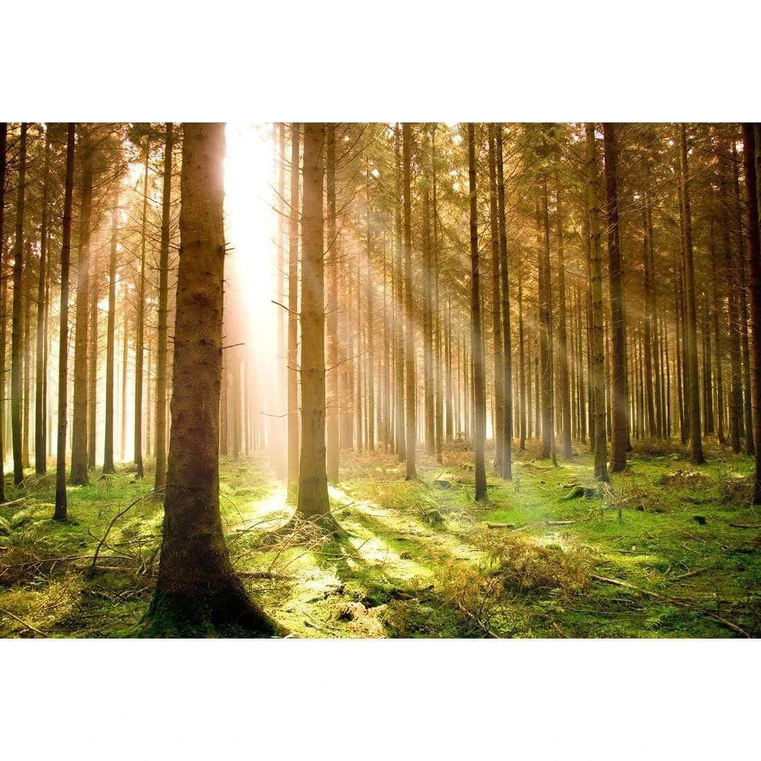 Autumn Pine Forest Autumn Pine Forest -WALL ART DESGIN SALE autumn pine forest canvas stretched canvas 45x30cm 364676