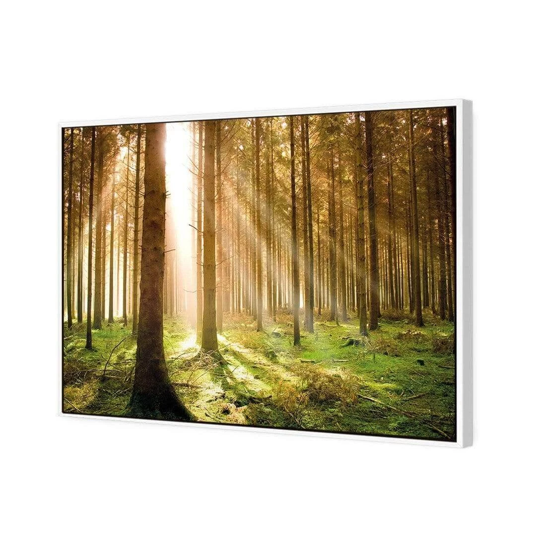 Autumn Pine Forest Autumn Pine Forest -WALL ART DESGIN SALE autumn pine forest canvas white floating frame 45x30cm 408359