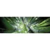 Bamboo From Above (Long) 1 Bamboo From Above (Long) -WALL ART DESGIN SALE bamboo from above long canvas stretched canvas 60x20cm 790683