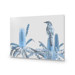 Banksia Beauty And Wattlebird -WALL ART DESGIN SALE banksia beauty and wattlebird acrylic glass no border no frame 45x30cm 535876
