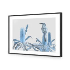 Banksia Beauty And Wattlebird -WALL ART DESGIN SALE banksia beauty and wattlebird acrylic glass with border black frame 45x30cm 252474