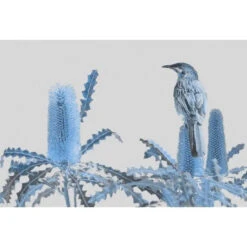 Banksia Beauty And Wattlebird