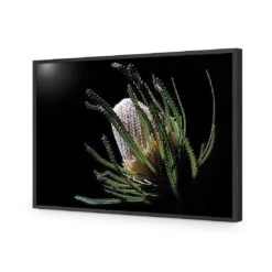 Banksia In Darkness (Landscape) -WALL ART DESGIN SALE banksia in darkness landscape acrylic glass no border black frame 45x30cm 625794