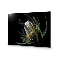 Banksia In Darkness (Landscape) -WALL ART DESGIN SALE banksia in darkness landscape acrylic glass no border no frame 45x30cm 954977