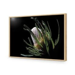 Banksia In Darkness (Landscape) -WALL ART DESGIN SALE banksia in darkness landscape acrylic glass no border oak frame 45x30cm 367217