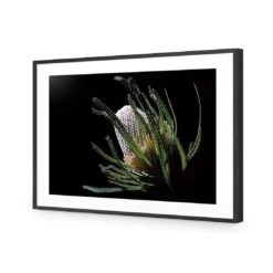 Banksia In Darkness (Landscape) -WALL ART DESGIN SALE banksia in darkness landscape acrylic glass with border black frame 45x30cm 430071