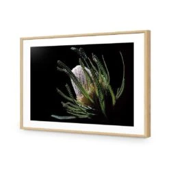 Banksia In Darkness (Landscape) -WALL ART DESGIN SALE banksia in darkness landscape acrylic glass with border oak frame 45x30cm 765816