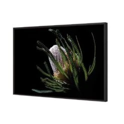 Banksia In Darkness (Landscape) -WALL ART DESGIN SALE banksia in darkness landscape canvas black floating frame 45x30cm 186491