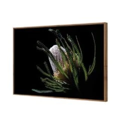 Banksia In Darkness (Landscape) -WALL ART DESGIN SALE banksia in darkness landscape canvas natural floating frame 45x30cm 508907