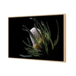 Banksia In Darkness (Landscape) -WALL ART DESGIN SALE banksia in darkness landscape canvas oak floating frame 45x30cm 567621