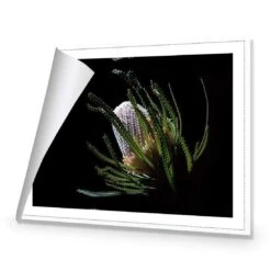 Banksia In Darkness (Landscape) -WALL ART DESGIN SALE banksia in darkness landscape canvas rolled canvas 45x30cm 411404