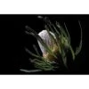 Banksia In Darkness (Landscape) -WALL ART DESGIN SALE banksia in darkness landscape canvas stretched canvas 45x30cm 423948