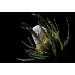 Banksia In Darkness (Landscape)